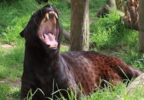 Zoysa – the ‘Exmoor Beast’ – has died