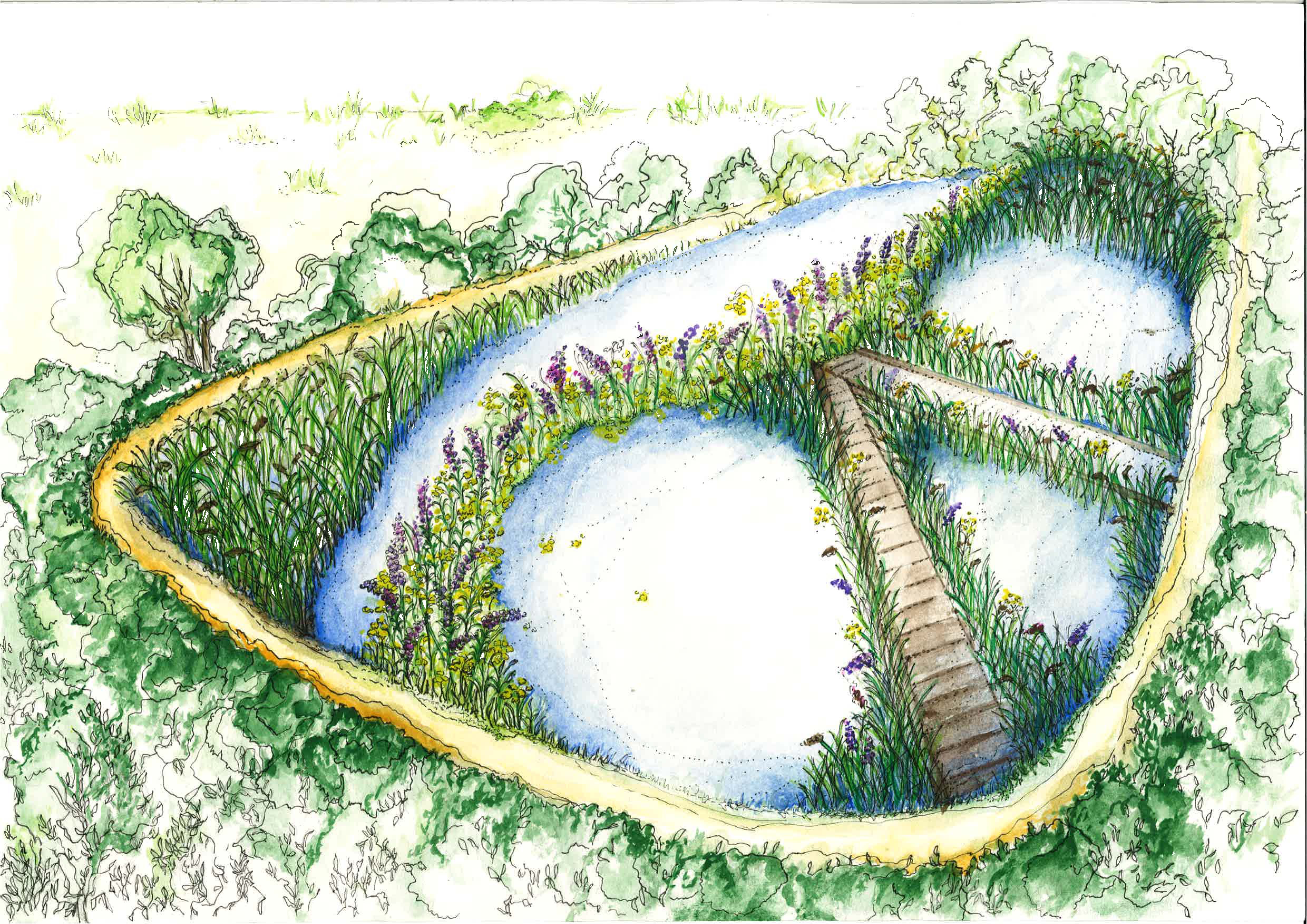 <p>How Kings Pond might look if it is separated from the River Wey and the remaining water is split into smaller ponds and wetland areas</p>