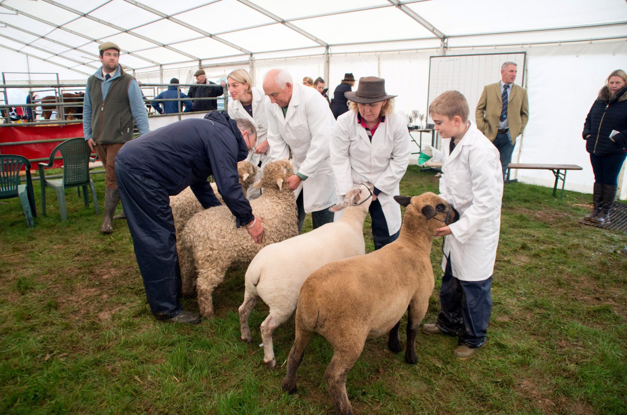 Liskeard prime stock show