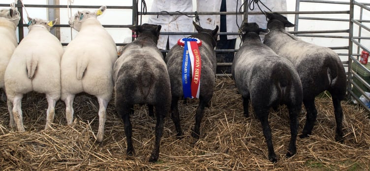 Liskeard prime stock show