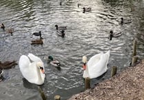 Fears for future of Kings Pond birds