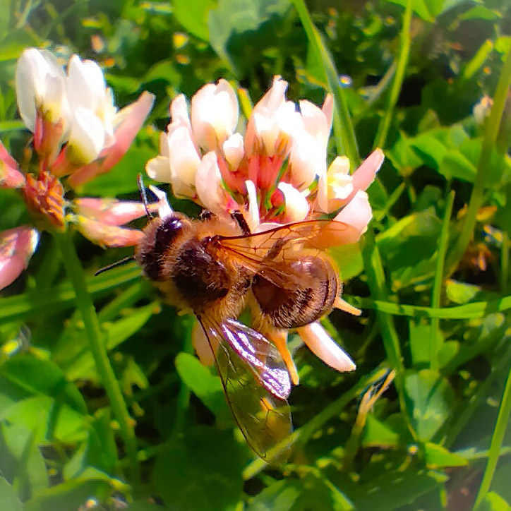 A bee
