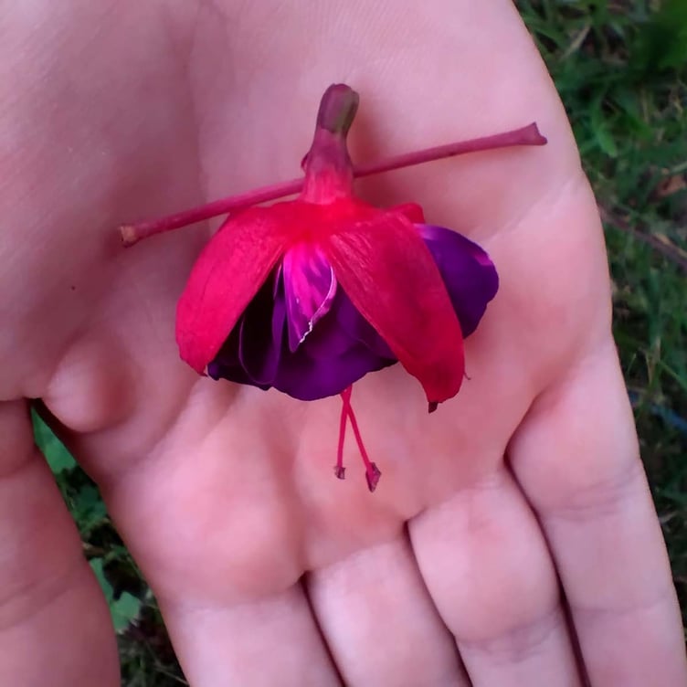 Sophie Wood's fuchsia