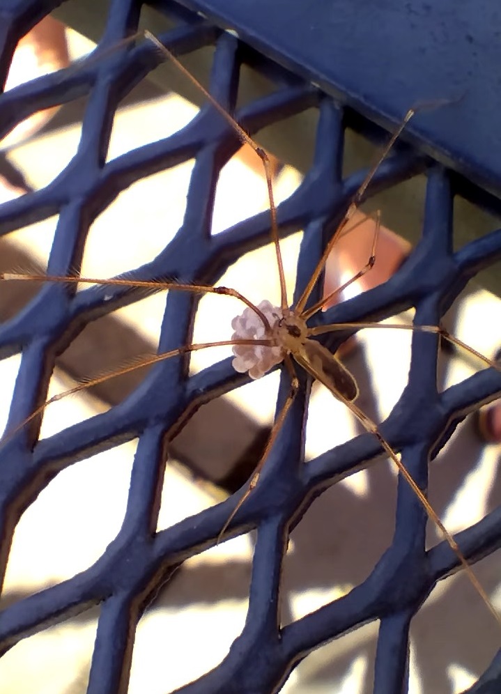 A spider