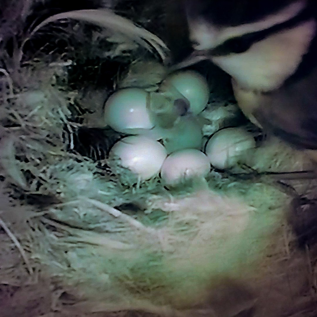 A bird's nest