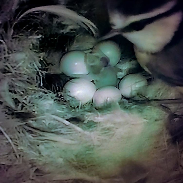 A bird's nest