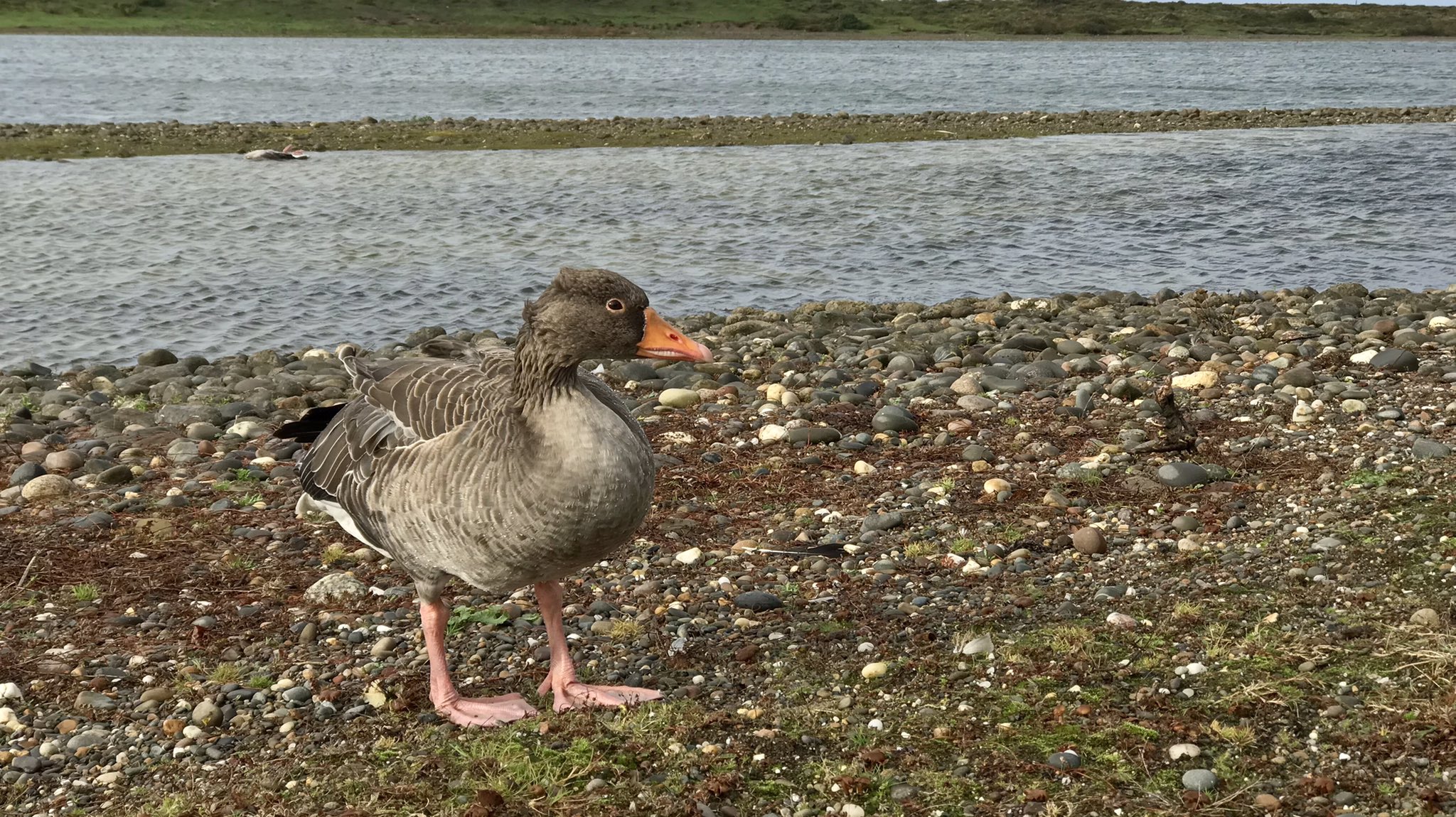 Manx Birdlife photo