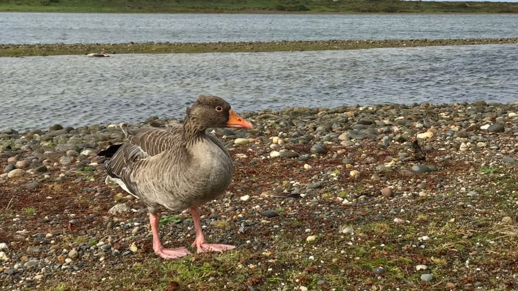 Manx Birdlife photo