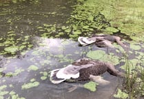 More than 100 birds found dead or distressed