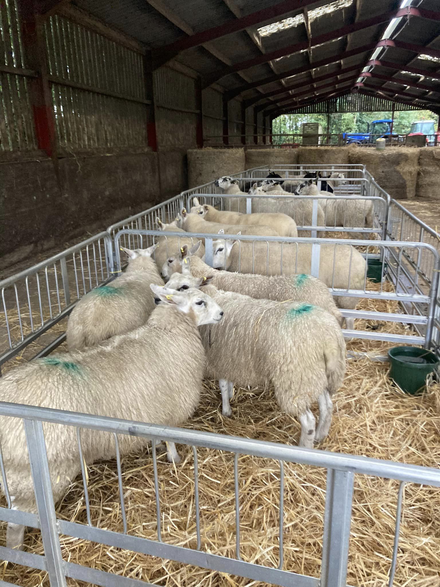 Stock judging skills 3