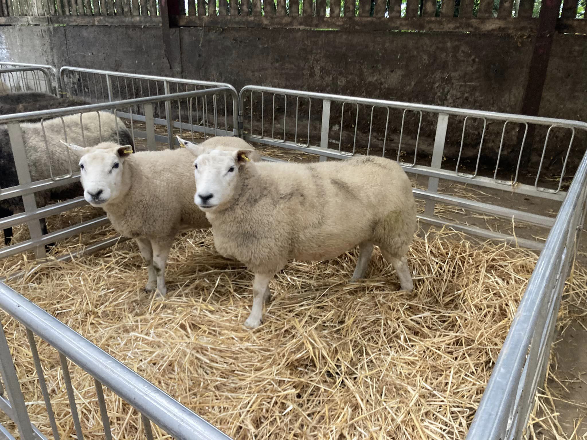 Stock judging Skills 2