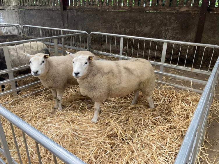 Stock judging Skills 2