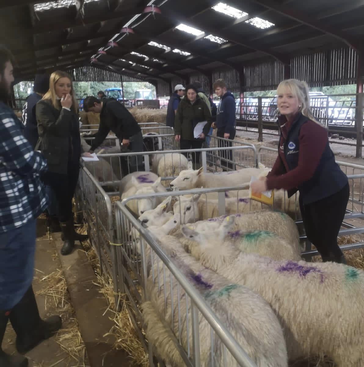 Kirree Kermode stock judging skills