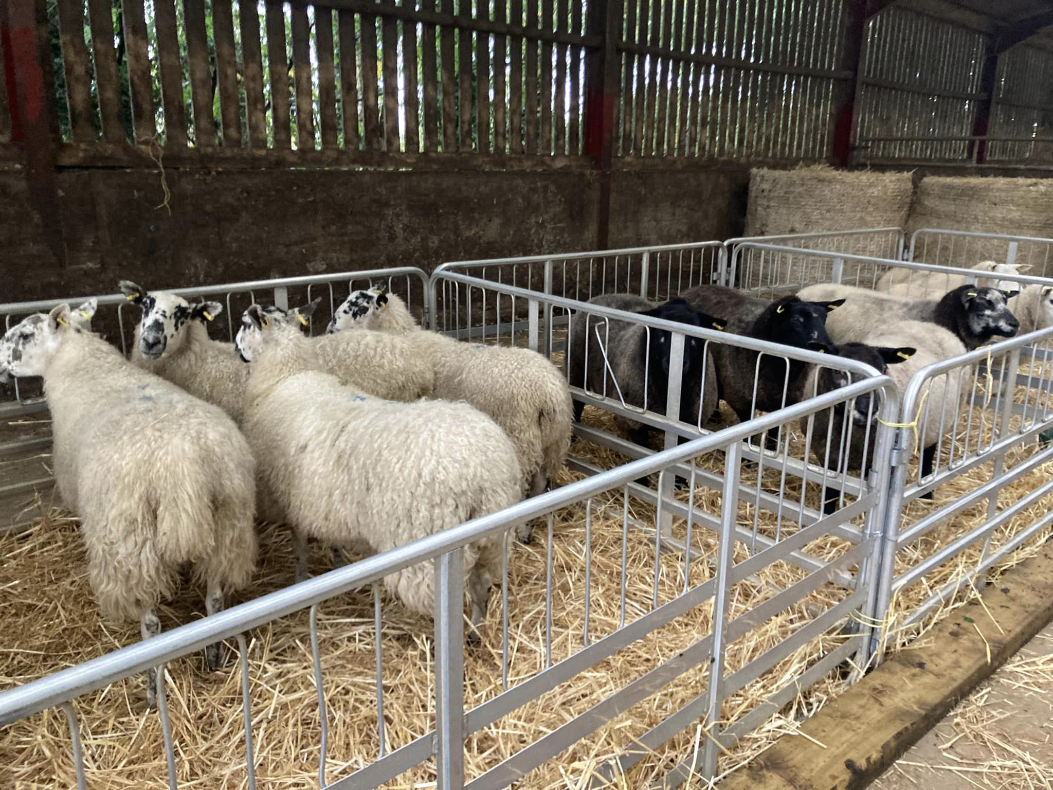Stock judging skills