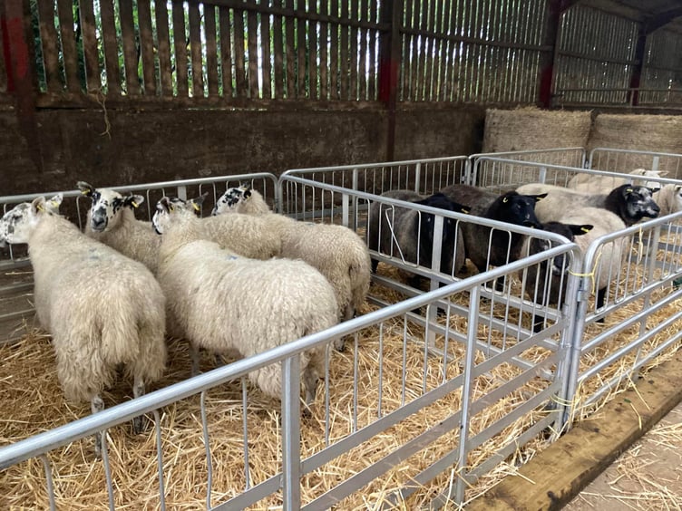 Stock judging skills
