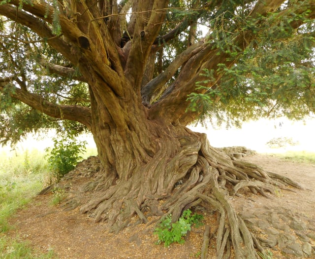 Waverley Abbey yew crowned Woodland Trust Tree of the Year 2022