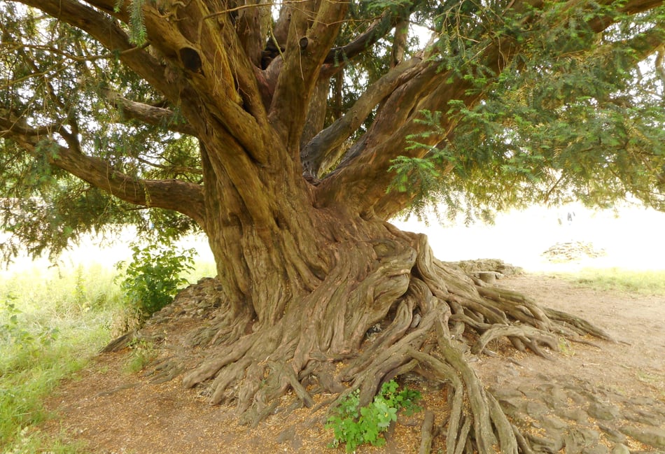 <p>A spectacular yew tree at Waverley Abbey near Farnham has been crowned Tree of the Year in the Woodland Trust’s 2022 competition</p>
