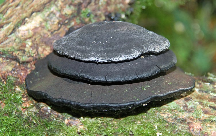 Gallery image 6