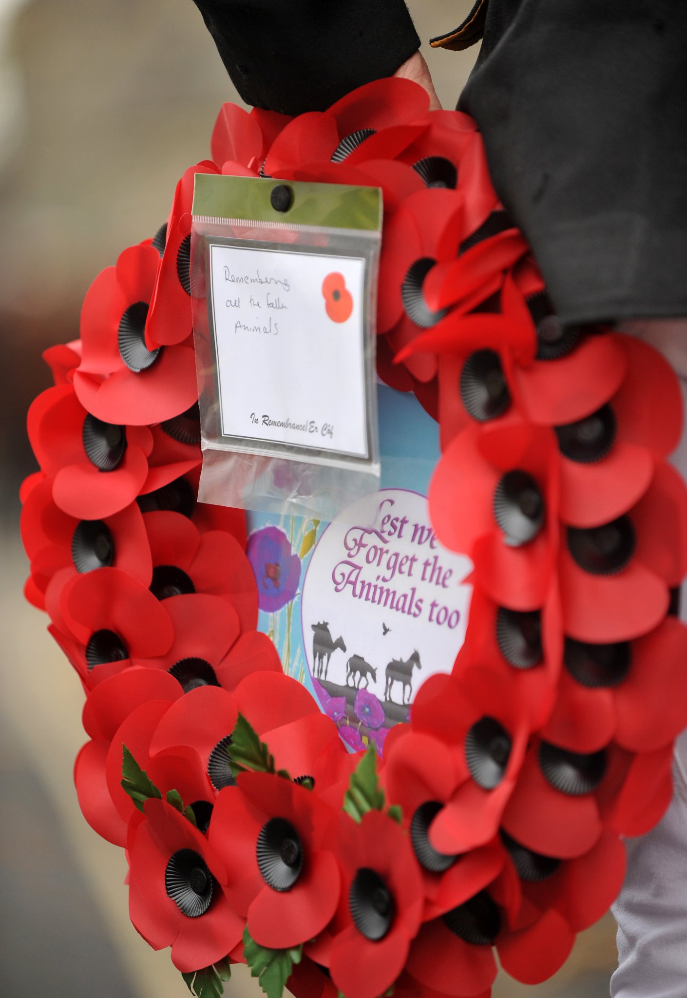 Photo: Steve Pope MDA131122E_SP007
Remembrance Sunday, Ashburton. Wreath laying ceremony and act of remembrance at the town's war memorial.