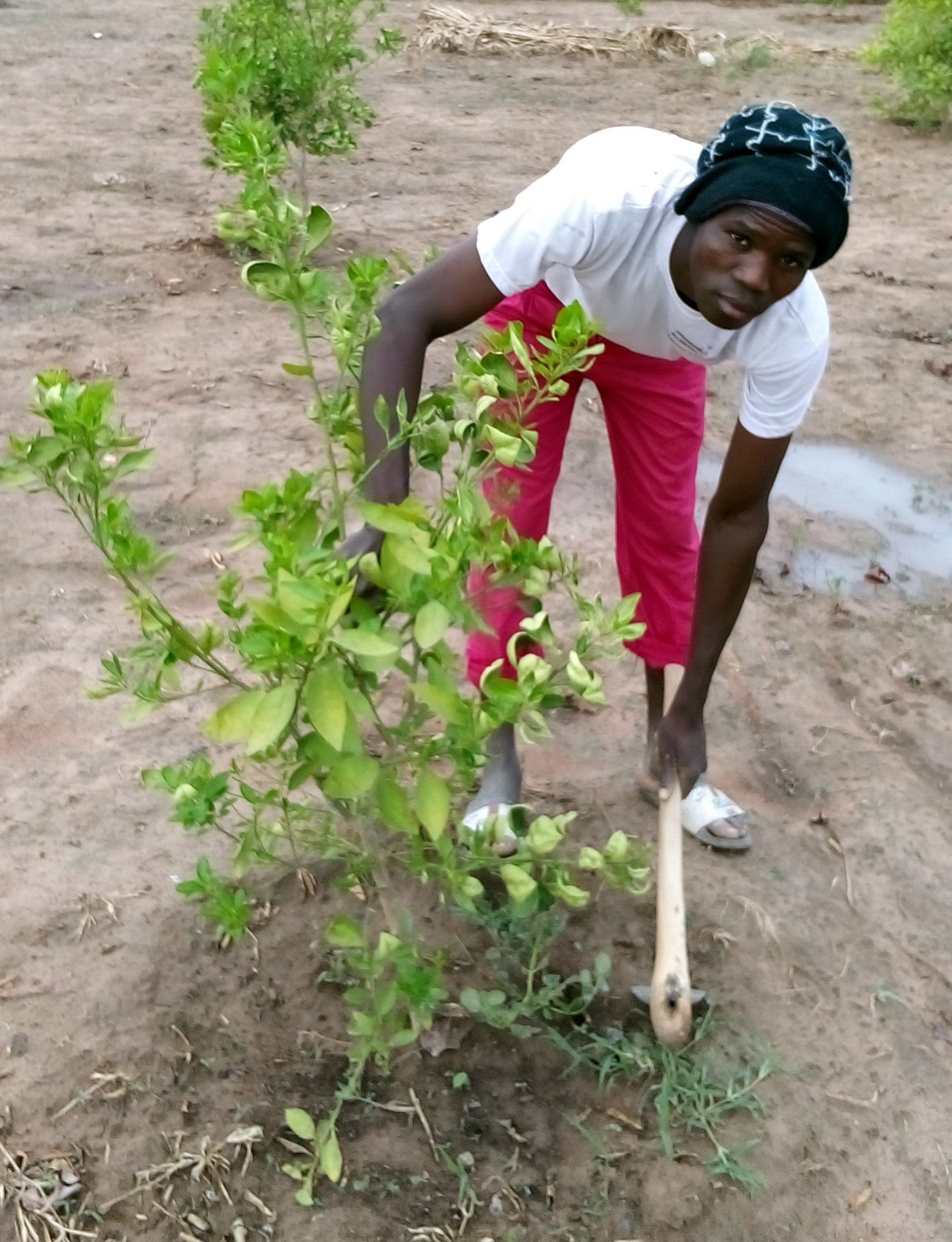 CHAGFORD based charity the Joliba Trust is taking part in the Christmas Challenge to raise £7,500 in one week! From Tuesday, November 29, until December 6 (midday), Joliba Trust is fundraising to buy fruit trees for young people to plant orchards in Mali, West Africa. 
Picture: Joliba Trust (Nov 2022)