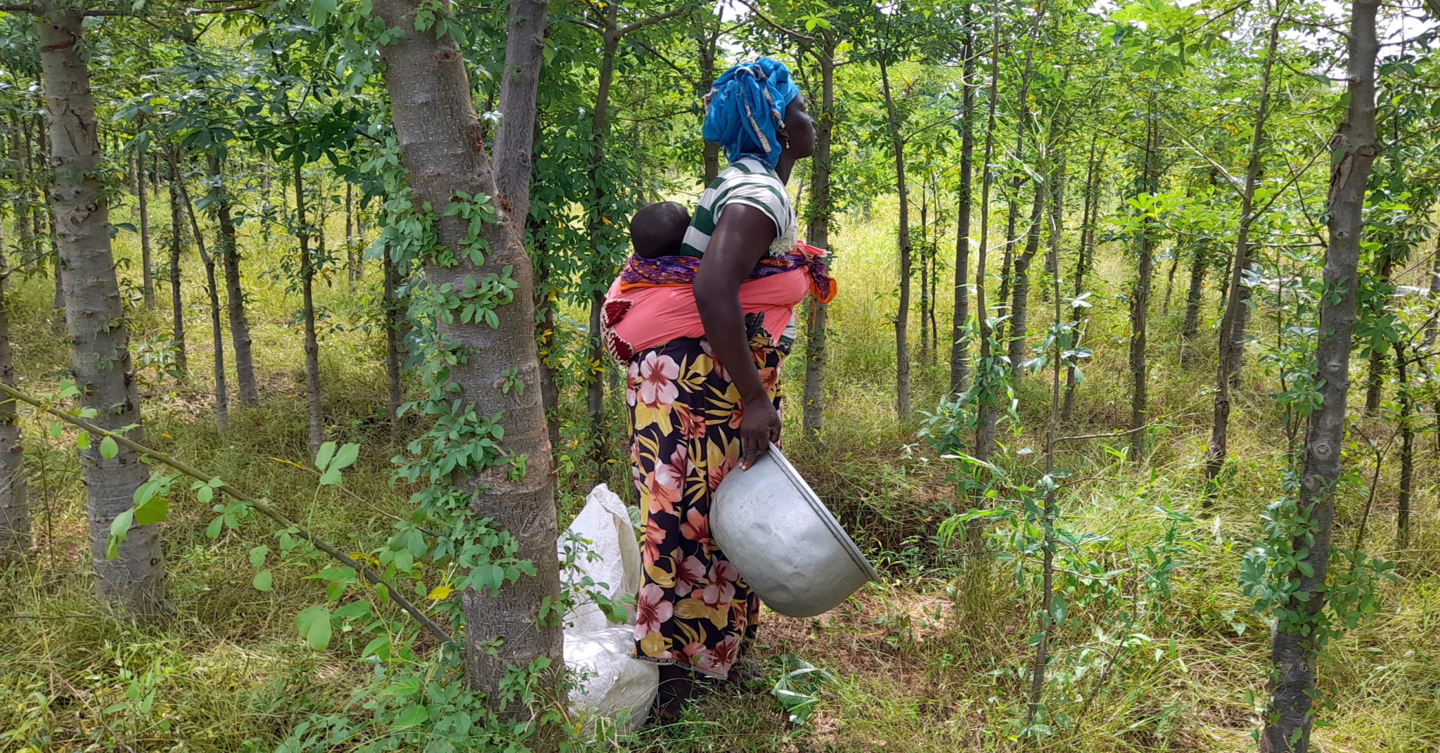 CHAGFORD based charity the Joliba Trust is taking part in the Christmas Challenge to raise £7,500 in one week! From Tuesday, November 29, until December 6 (midday), Joliba Trust is fundraising to buy fruit trees for young people to plant orchards in Mali, West Africa. 
Picture: Joliba Trust (Nov 2022)