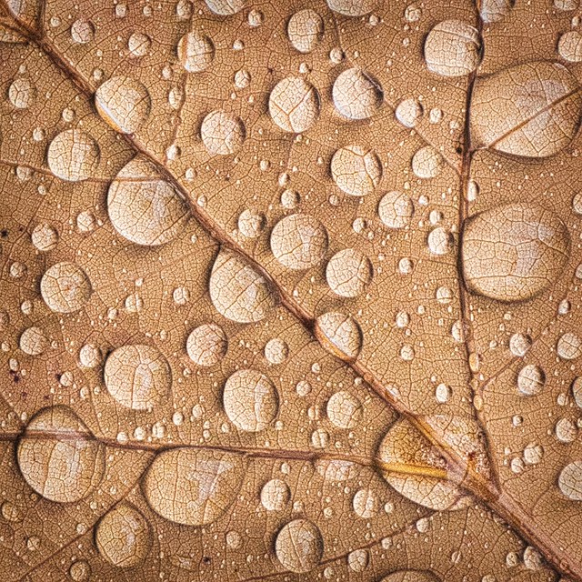 Rain Drops by Allan Ockenden
