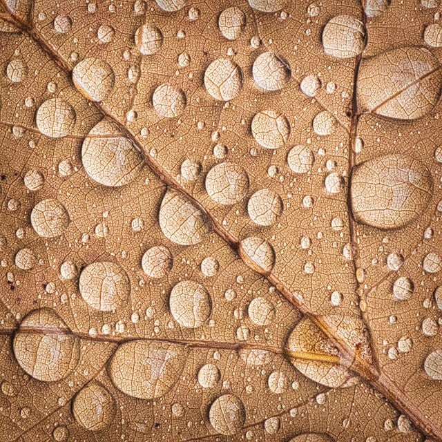 Rain Drops by Allan Ockenden
