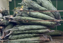 Farnham Round Table to deliver hundreds of Christmas trees for charity