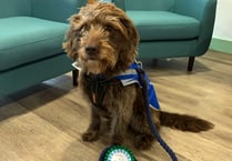 Saundersfoot pupils meet school’s new therapy dog, Blue