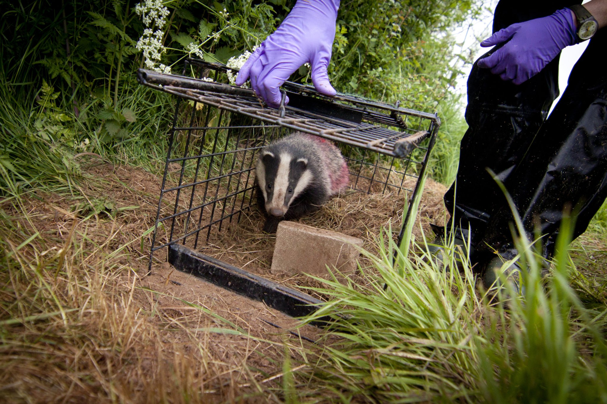 Badger cub in long grass (Picture: Bertie Gregory & 2020VISION)