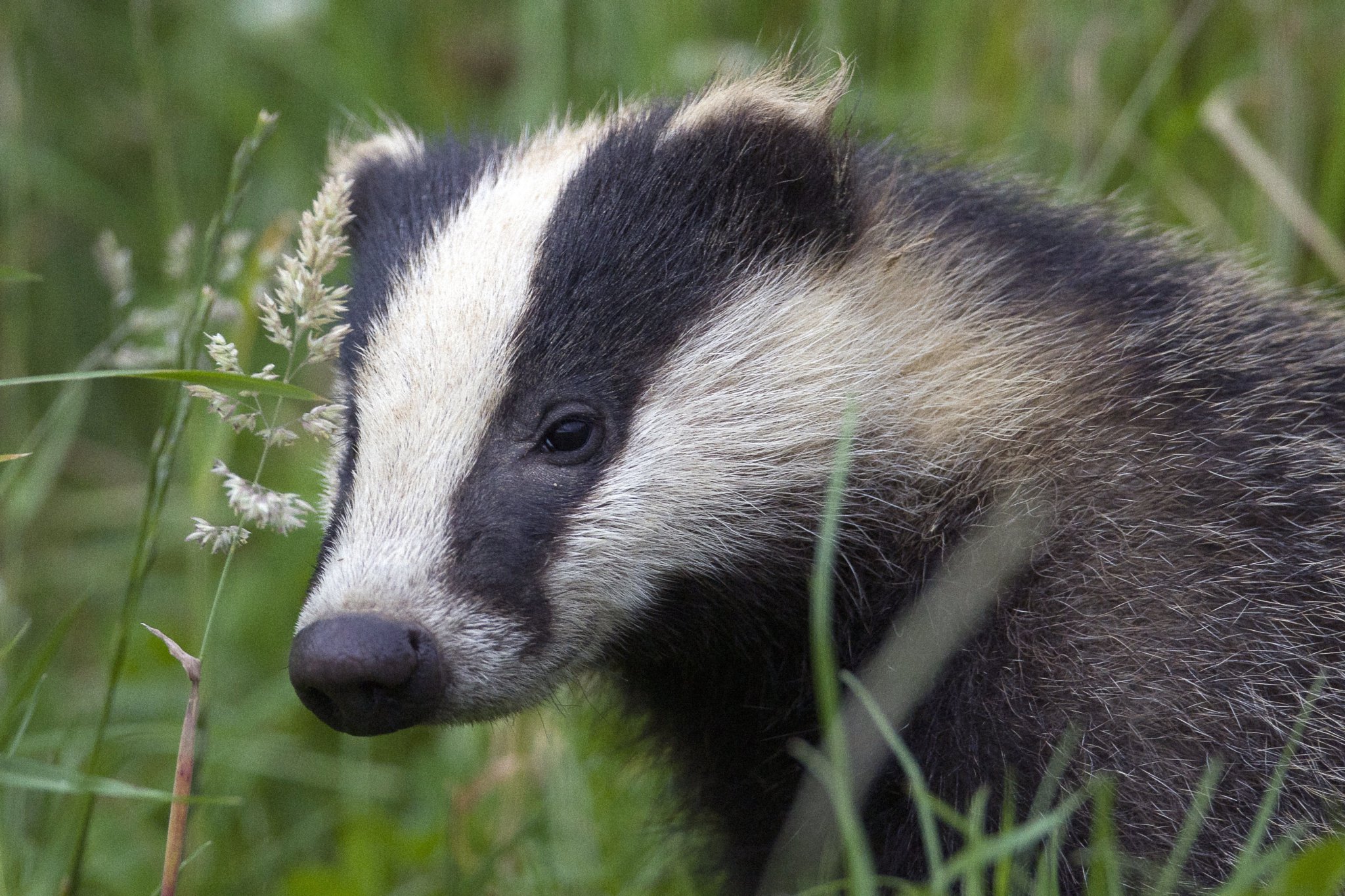 Badger cub in long grass (Picture: Bertie Gregory & 2020VISION)