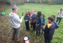 Tree-mendous effort by hard-working Scouts...