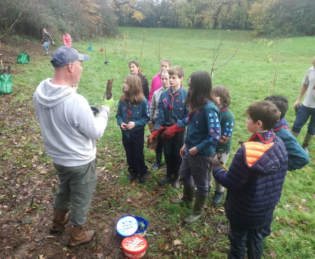 Tree-mendous effort by hard-working Scouts...