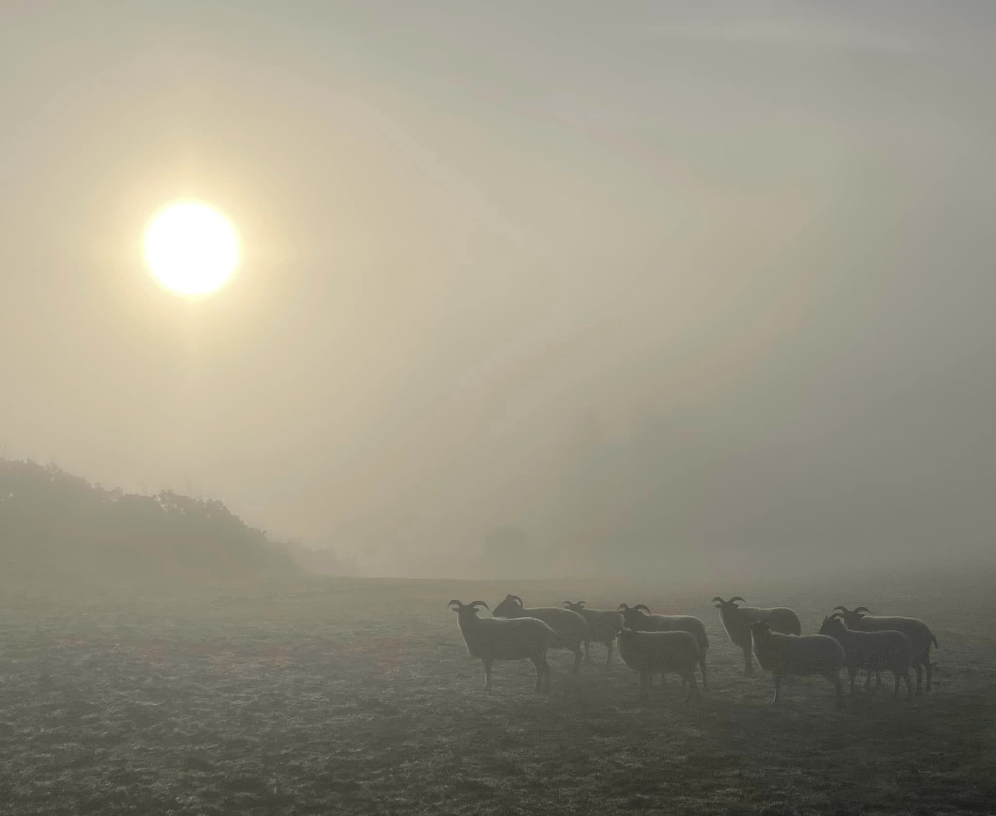 Bernadette Lacy was up to snap this serene photo on a misty morning