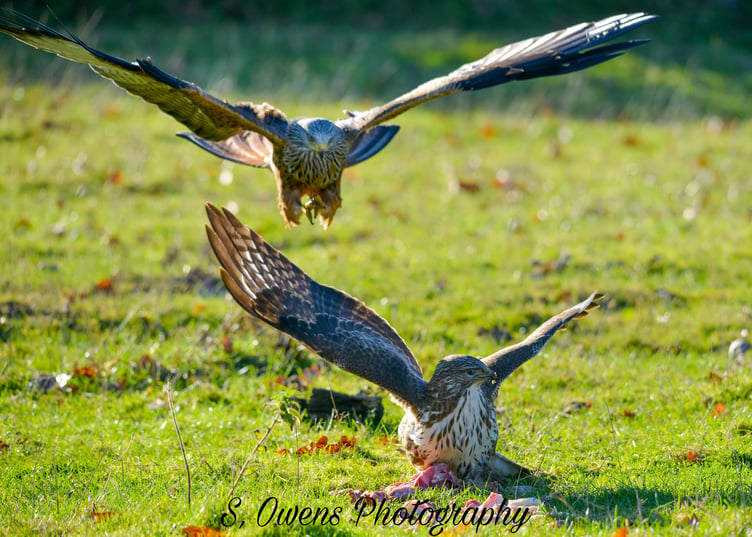 Samantha Owens took this snap while viewing some red kites and a buzzard