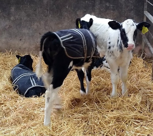 CALVES in jackets