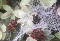 Gardening with  Lynne Allbutt
