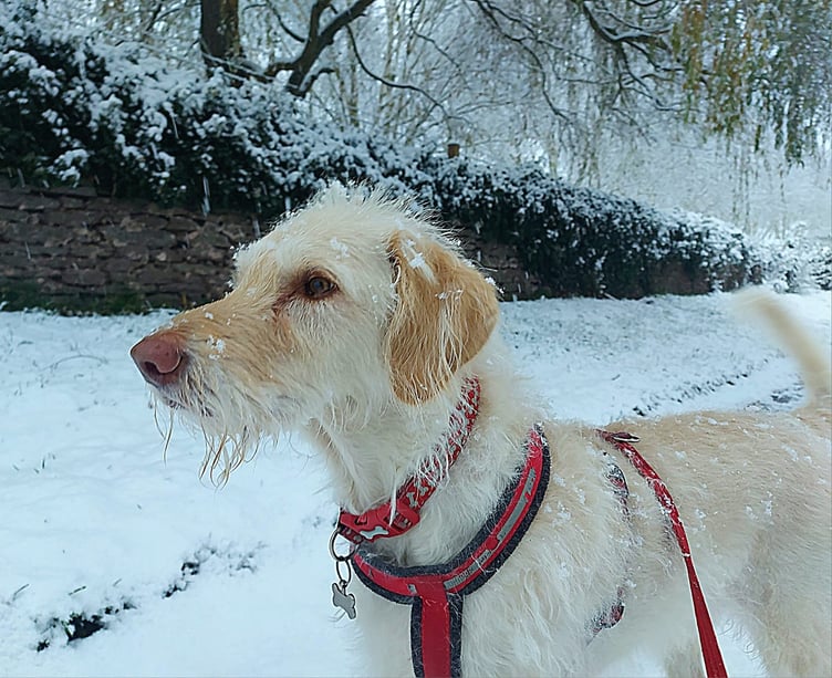 Sent in by Sarah Spiers-Holcroft