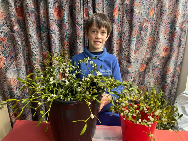 Frank sold mistletoe from his family’s apple tree.
