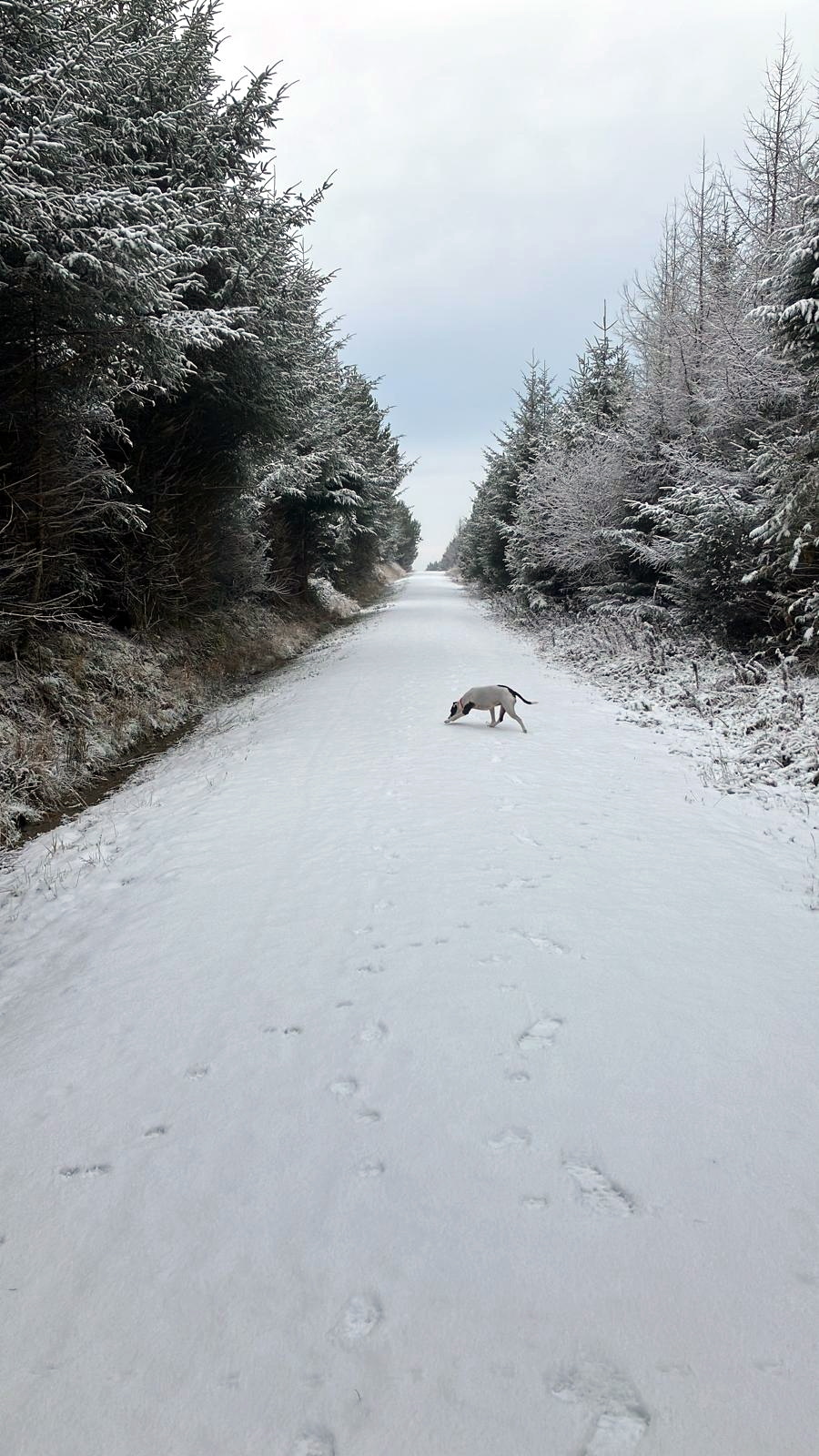 Ice sniffing out trails at Wilsey Woods, Hallworthy