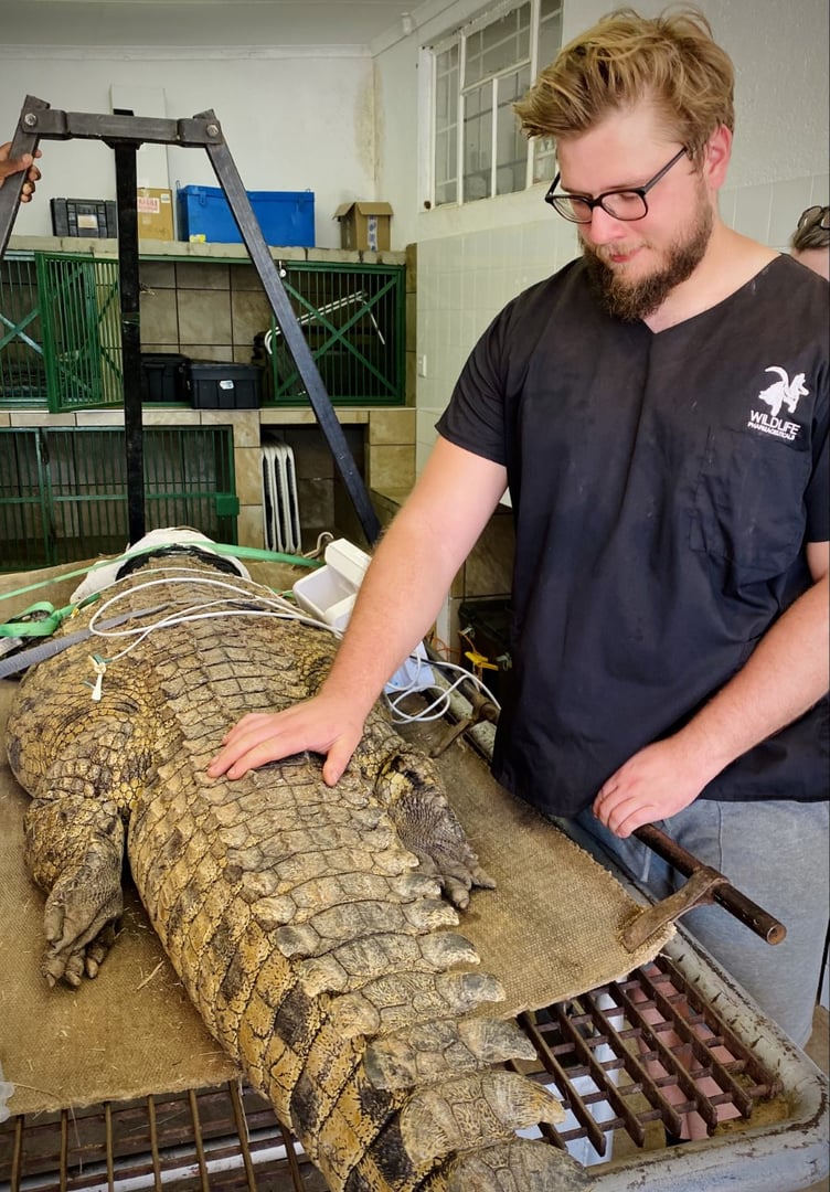 Jakub Wittkowski with a crocodile in South Africa