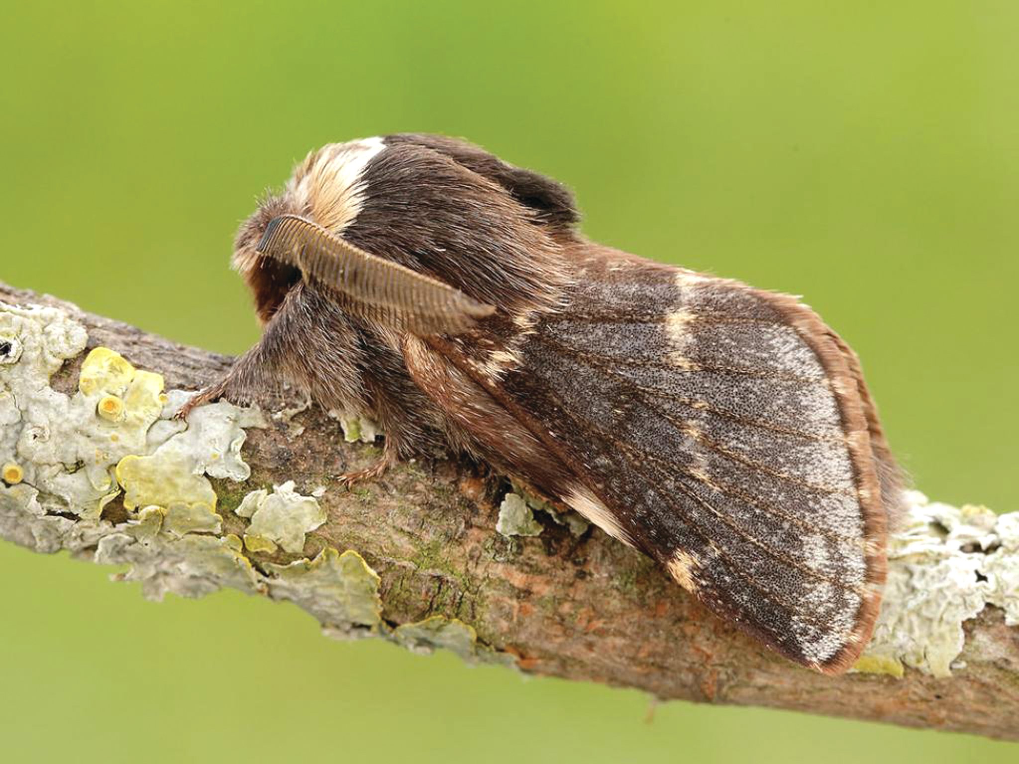 Look out for the aptly named December moth in your garden.