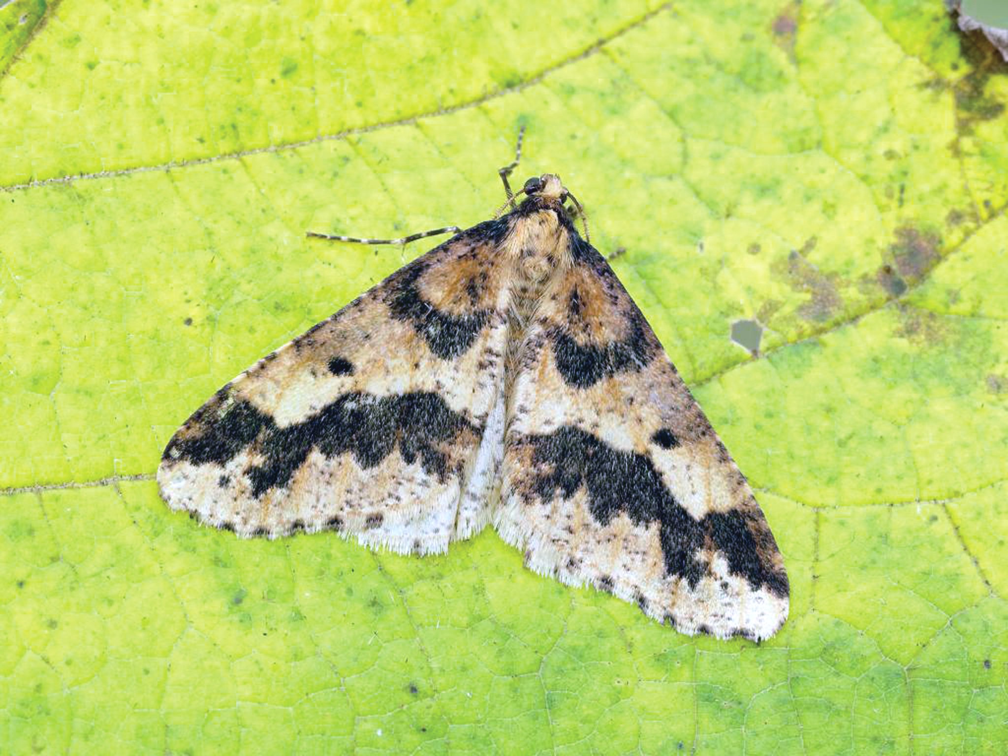 The Winter Moth.