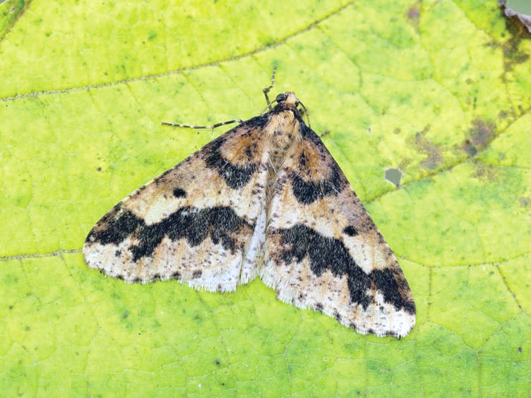The Winter Moth.