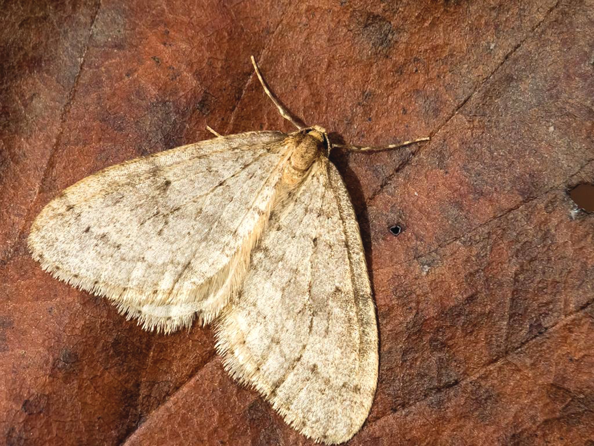 The Mottled Umber.