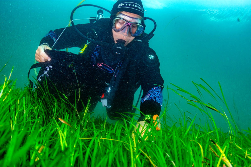 Volunteer divers from Project Seagrass gathering seagrass - eelgrass (Zostera marina) - seeds from the seabed. Porthdinllaen. Photo: Lewis Jefferies / WWF-UK