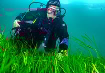 Seagrass meadow project gets £1m Lottery grant