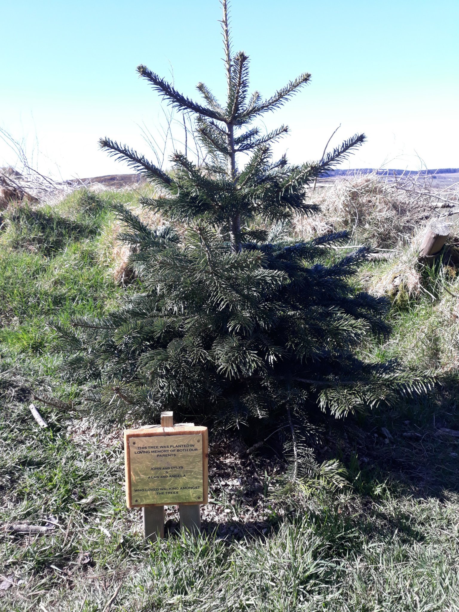 Stolen Christmas tree
