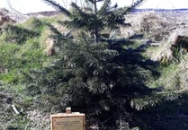‘Someone stole our Christmas tree’