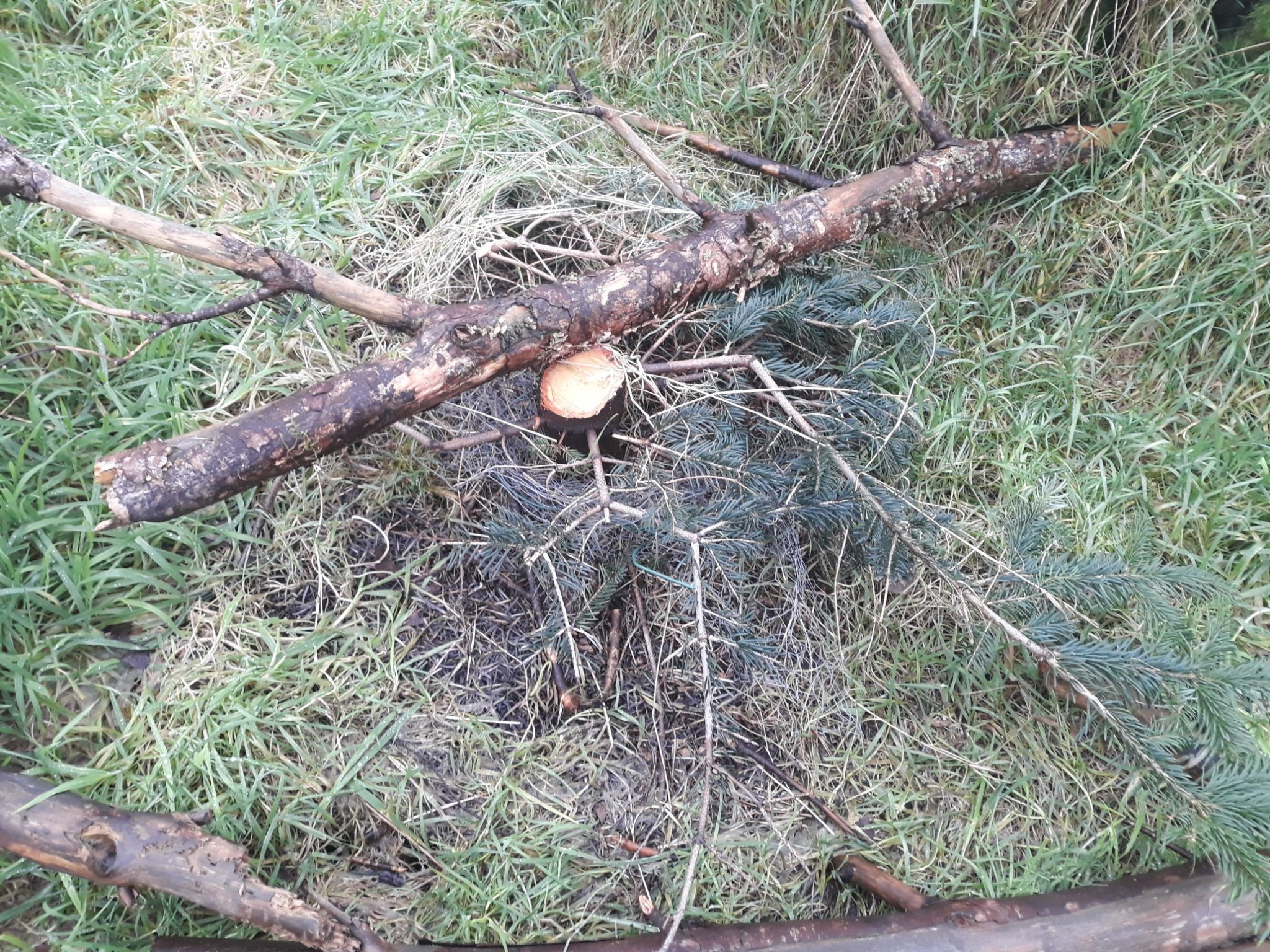 Stolen Christmas tree